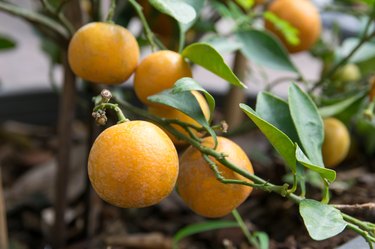 oranges on tree