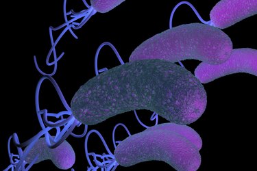 helicobacter pylori bacterium with high details