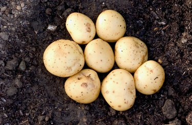 Potatoes in soil, close up