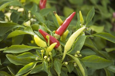 Close-up of banana peppers