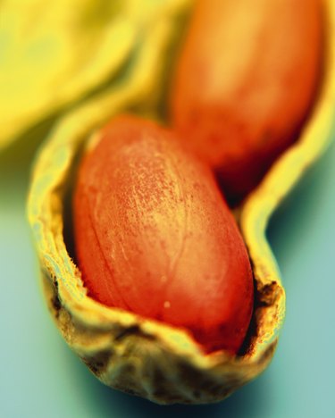 Peanut in Shell, Close Up, Differential Focus, In Focus, Out Focus