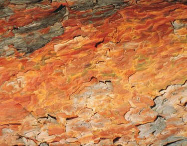 Photography of bark of red pine, Close Up