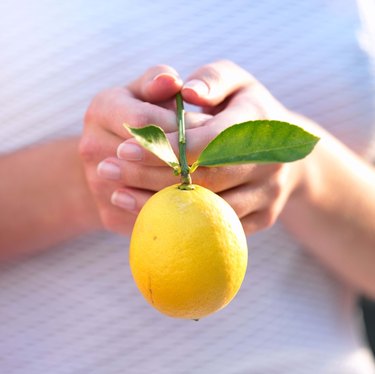 Hands holding lemon with stem