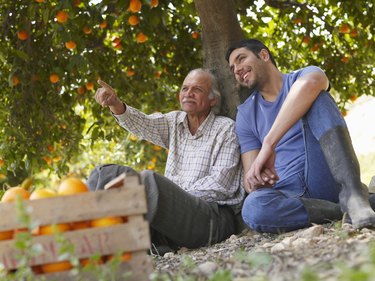 Senior father and son sitting in orange orchard, smiling