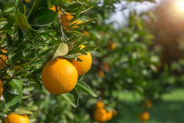 Organic oranges, on homegrown orange tree