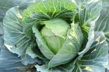 Cabbage juice benefits and side outlet effects