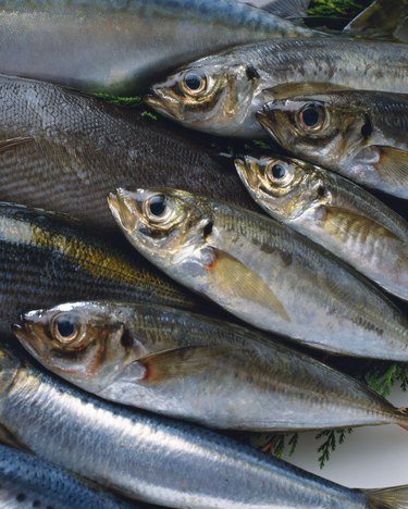 Horse Mackerels, Full frame, high angle view, close up