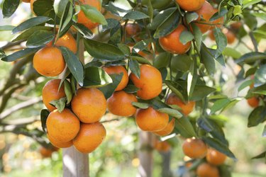 Orange tree