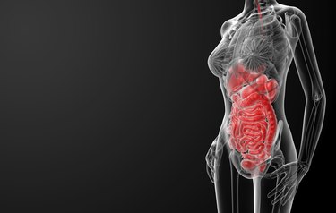 3d render illustration of the female digestive system