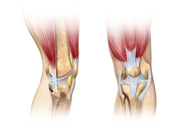 ball and joint socket joints in the human body