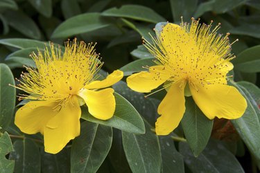 beautiful yellow flowers blooming Hypericum