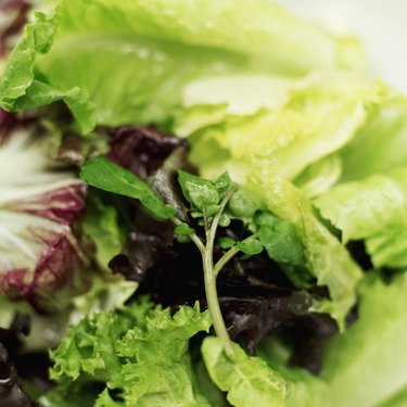 Close-up of fresh salad greens