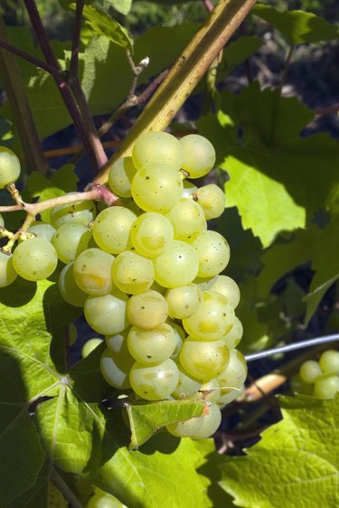 Grapes on the vine