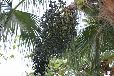 Acai berries