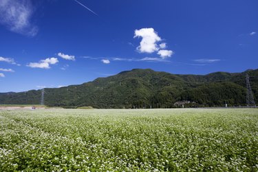 荞麦田，石川县，本州，日本