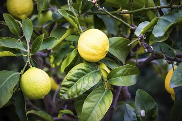 Branch of Lemons