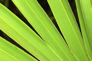 Saw Palmetto Background