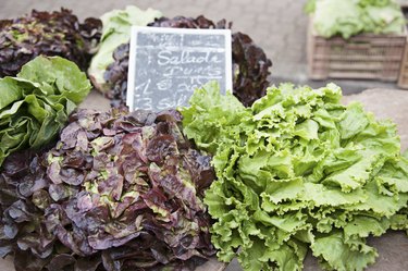 Lettuce various types