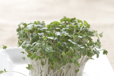 Broccoli sprouts on white plate