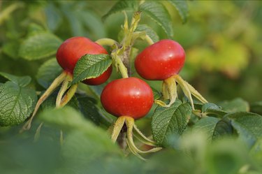 Bunch of rose-hips