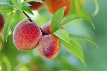 Peach tree closeup