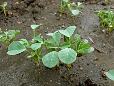 Plant of Fenugreek