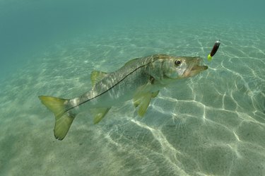 Snook in ocean chasing lure