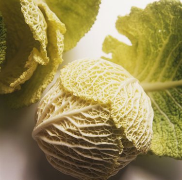 Savoy Cabbage & Savoy Cabbage Leaves