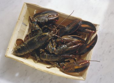 Basket of live Lobsters