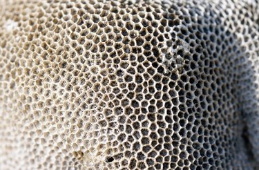 Nutrition of Honeycomb Beeswax