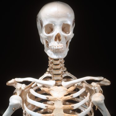 close-up of a skeletal bust