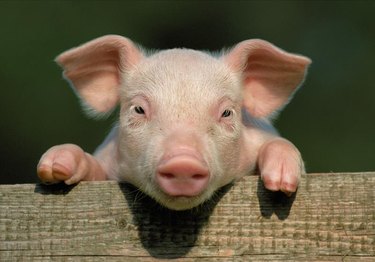 Piglet