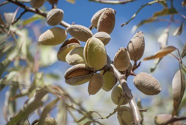 Almonds on Tree