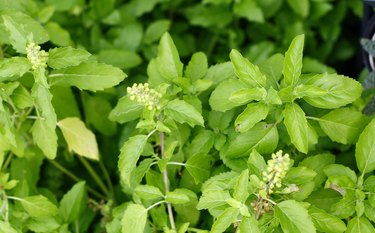 Importance of the Medicinal Plant Tulsi livestrong