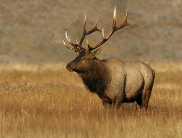 Elk standing in tall grass, Wyoming, USA