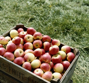 Crate of Apples