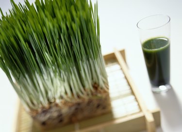 Wheatgrass Plant near a Wheatgrass Drink