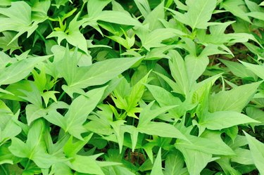 green sweet potato plants in growth
