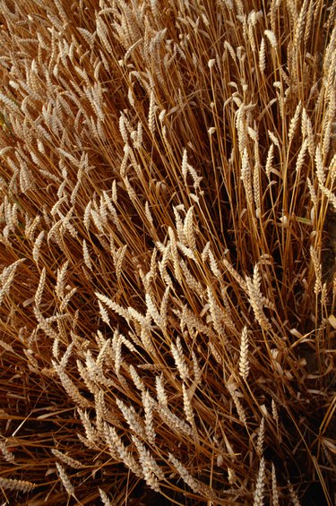 Wheat field, elevated view