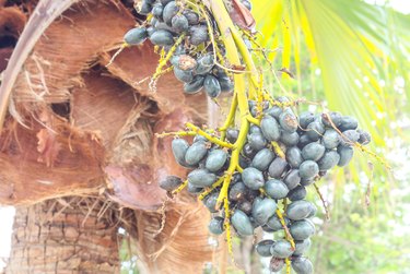 Acai on The tree