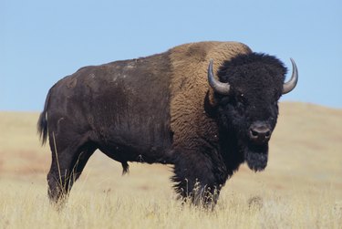 Buffalo