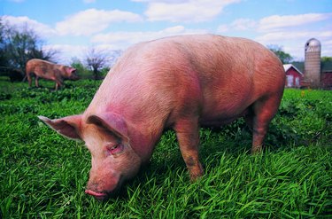 Pig grazing in field