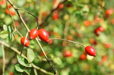 rosehip or dogrose