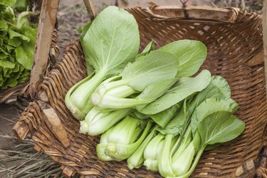 bok choi