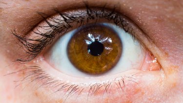 Brown female eye
