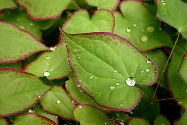 Epimedium after a good rain