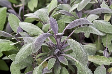 Salvia officinalis 'Purpurea'