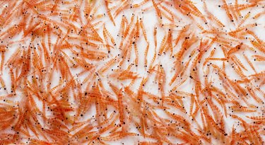 Antarctic Krill