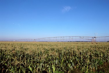 Corn field and horizon