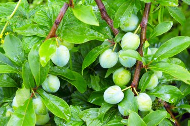 bunches of green plums close-up